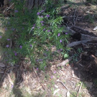 Solanum (genus) (Nightshades, soda apples, devils apples) at Corrowong, NSW - 11 Dec 2017 by BlackFlat