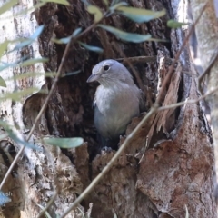 Colluricincla harmonica (Grey Shrikethrush) at Ulladulla, NSW - 29 Sep 2014 by CharlesDove