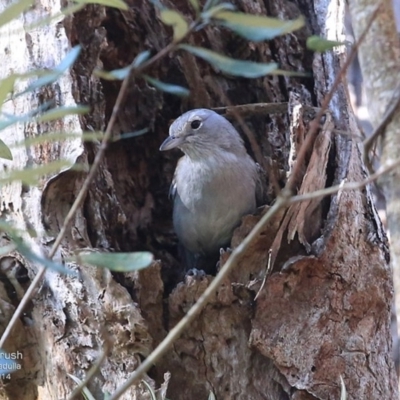 Colluricincla harmonica (Grey Shrikethrush) at Ulladulla, NSW - 28 Sep 2014 by CharlesDove