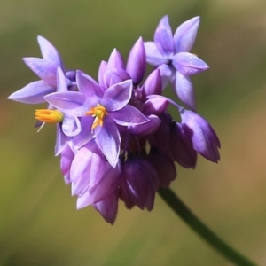 Sowerbaea juncea at South Pacific Heathland Reserve - 30 Sep 2014