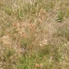 Themeda triandra (Kangaroo Grass) at Corrowong, NSW - 18 Jan 2018 by BlackFlat