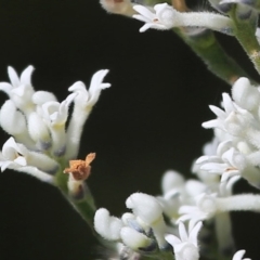 Conospermum taxifolium (Variable Smoke-bush) at South Pacific Heathland Reserve - 30 Sep 2014 by CharlesDove