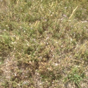 Mentha diemenica at Corrowong, NSW - 24 Jan 2018