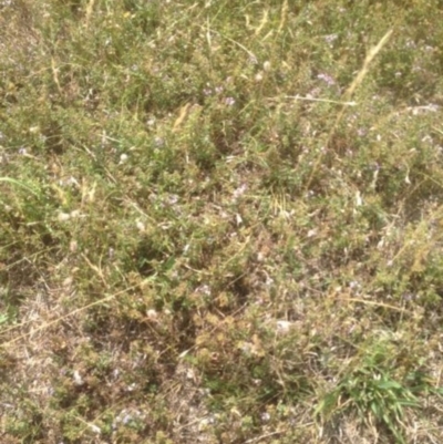 Mentha diemenica (Wild Mint, Slender Mint) at Corrowong, NSW - 24 Jan 2018 by BlackFlat