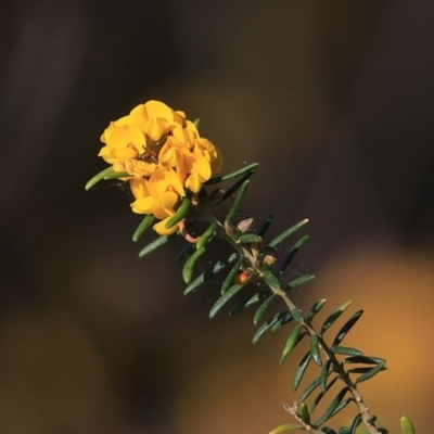 Aotus ericoides (Common Aotus) at South Pacific Heathland Reserve - 29 Sep 2014 by Charles Dove