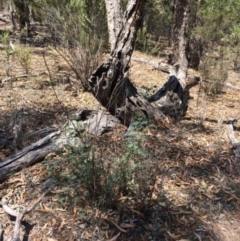 Indigofera australis subsp. australis (Australian Indigo) at Corrowong, NSW - 28 Jan 2018 by BlackFlat