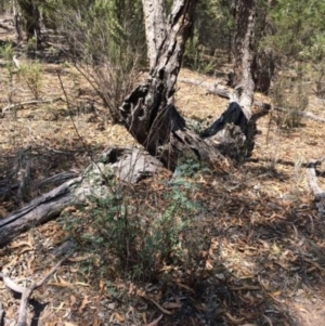 Indigofera australis subsp. australis at Corrowong, NSW - 28 Jan 2018
