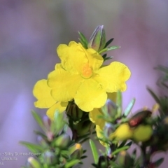 Hibbertia sp. (Guinea Flower) at South Pacific Heathland Reserve - 29 Sep 2014 by Charles Dove