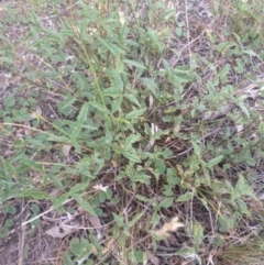 Cullen microcephalum (Dusky Scurf-pea) at Black Flat at Corrowong - 29 Jan 2018 by BlackFlat