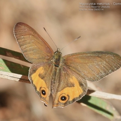 Hypocysta metirius (Brown Ringlet) at South Pacific Heathland Reserve - 28 Sep 2014 by Charles Dove