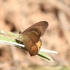 Hypocysta metirius at South Pacific Heathland Reserve WP01 - 29 Sep 2014 12:00 AM