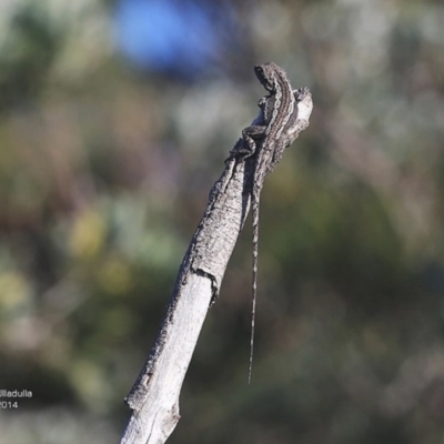 Amphibolurus muricatus (Jacky Lizard) at Ulladulla - Warden Head Bushcare - 28 Sep 2014 by CharlesDove