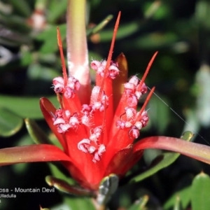 Lambertia formosa at South Pacific Heathland Reserve - 29 Apr 2014