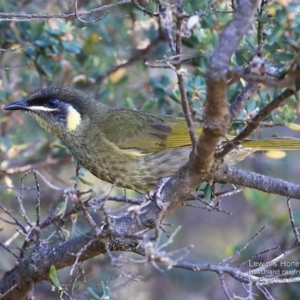 Meliphaga lewinii at South Pacific Heathland Reserve - 29 Sep 2014