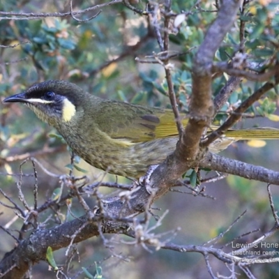 Meliphaga lewinii (Lewin's Honeyeater) at South Pacific Heathland Reserve - 28 Sep 2014 by Charles Dove