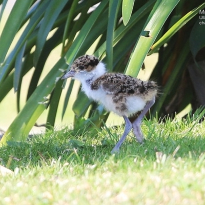Vanellus miles (Masked Lapwing) at Ulladulla, NSW - 30 Sep 2014 by CharlesDove