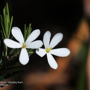 Ricinocarpos pinifolius at South Pacific Heathland Reserve - 28 Sep 2014