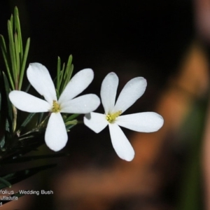 Ricinocarpos pinifolius at South Pacific Heathland Reserve - 28 Sep 2014 12:00 AM