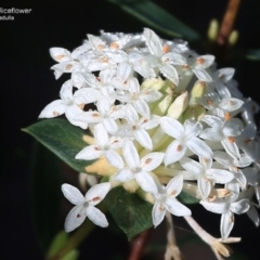 Pimelea linifolia (Slender Rice Flower) at South Pacific Heathland Reserve - 27 Sep 2014 by Charles Dove