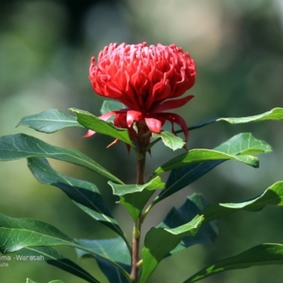 Telopea speciosissima (NSW Waratah) at South Pacific Heathland Reserve - 27 Sep 2014 by Charles Dove