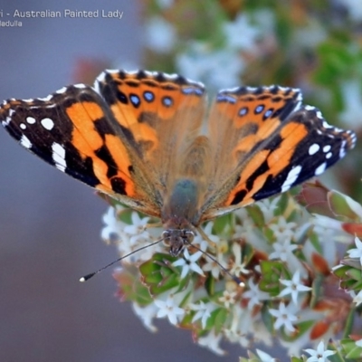 Vanessa kershawi (Australian Painted Lady) at South Pacific Heathland Reserve - 28 Sep 2014 by CharlesDove