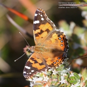 Vanessa kershawi at South Pacific Heathland Reserve - 28 Sep 2014 12:00 AM
