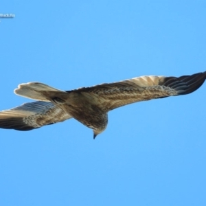 Haliastur sphenurus at South Pacific Heathland Reserve - 1 Oct 2014 12:00 AM
