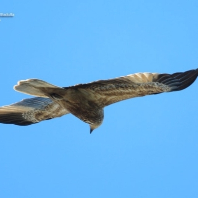 Haliastur sphenurus (Whistling Kite) at South Pacific Heathland Reserve - 30 Sep 2014 by Charles Dove