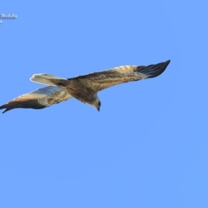 Haliastur sphenurus at South Pacific Heathland Reserve - 1 Oct 2014