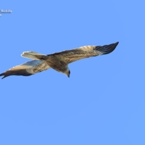 Haliastur sphenurus at South Pacific Heathland Reserve - 1 Oct 2014 12:00 AM