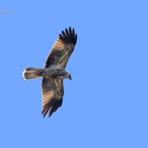 Haliastur sphenurus at South Pacific Heathland Reserve - 1 Oct 2014 12:00 AM