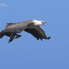 Haliaeetus leucogaster (White-bellied Sea-Eagle) at South Pacific Heathland Reserve - 30 Sep 2014 by Charles Dove