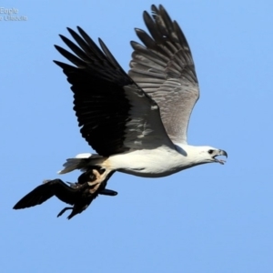 Haliaeetus leucogaster at South Pacific Heathland Reserve - 30 Sep 2014