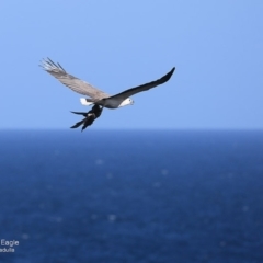 Haliaeetus leucogaster at South Pacific Heathland Reserve - 30 Sep 2014 12:00 AM