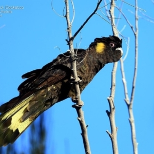 Zanda funerea at South Pacific Heathland Reserve - 27 Sep 2014