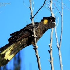 Calyptorhynchus funereus (Yellow-tailed Black-Cockatoo) at South Pacific Heathland Reserve - 26 Sep 2014 by Charles Dove