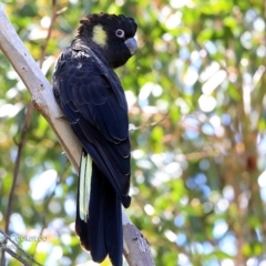 Zanda funerea at South Pacific Heathland Reserve - 27 Sep 2014