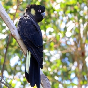 Zanda funerea at South Pacific Heathland Reserve - 27 Sep 2014 12:00 AM