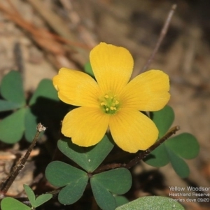 Oxalis sp. at South Pacific Heathland Reserve - 29 Sep 2014