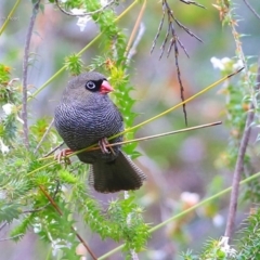 Stagonopleura bella (Beautiful Firetail) at Morton National Park - 26 Sep 2014 by CharlesDove