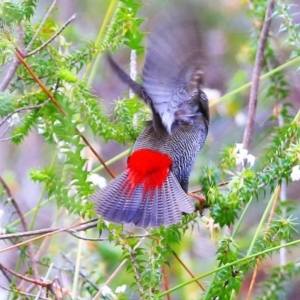 Stagonopleura bella at Morton National Park - 26 Sep 2014