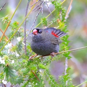 Stagonopleura bella at Morton National Park - 26 Sep 2014