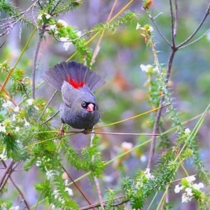 Stagonopleura bella at Morton National Park - 26 Sep 2014