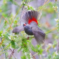 Stagonopleura bella at Morton National Park - 26 Sep 2014