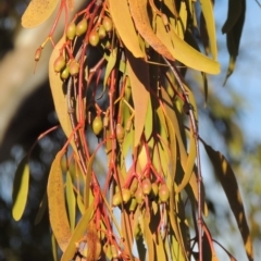 Amyema miquelii (Box Mistletoe) at Gigerline Nature Reserve - 4 Jul 2018 by michaelb