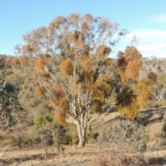 Amyema miquelii at Tennent, ACT - 4 Jul 2018