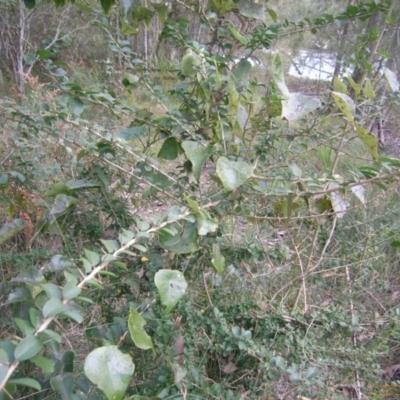 Maclura cochinchinensis (Cockspur Thorn) at Narrawallee Foreshore and Reserves Bushcare Group - 24 Jun 2015 by Megan123