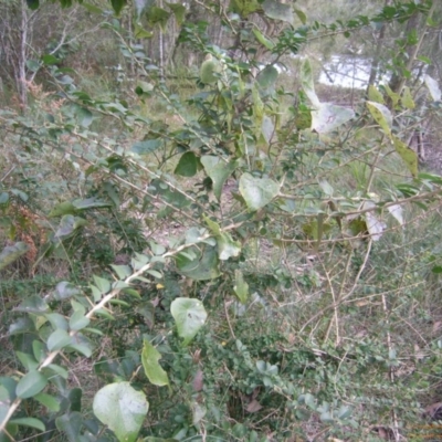 Maclura cochinchinensis (Cockspur Thorn) at Narrawallee, NSW - 24 Jun 2015 by Megan123