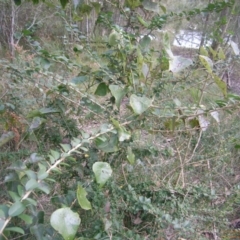 Maclura cochinchinensis (Cockspur Thorn) at Narrawallee Foreshore and Reserves Bushcare Group - 24 Jun 2015 by Megan123
