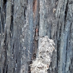 Papyrius nitidus (Shining Coconut Ant) at Aranda Bushland - 19 Jul 2018 by CathB